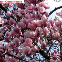 Магнолия - Magnolia НАЛИЧНИ 24 ВИДА Студоустoйчиви, снимка 7 - Градински цветя и растения - 28046229