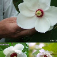 Магнолия - Magnolia НАЛИЧНИ 24 ВИДА Студоустoйчиви, снимка 3 - Градински цветя и растения - 28046229
