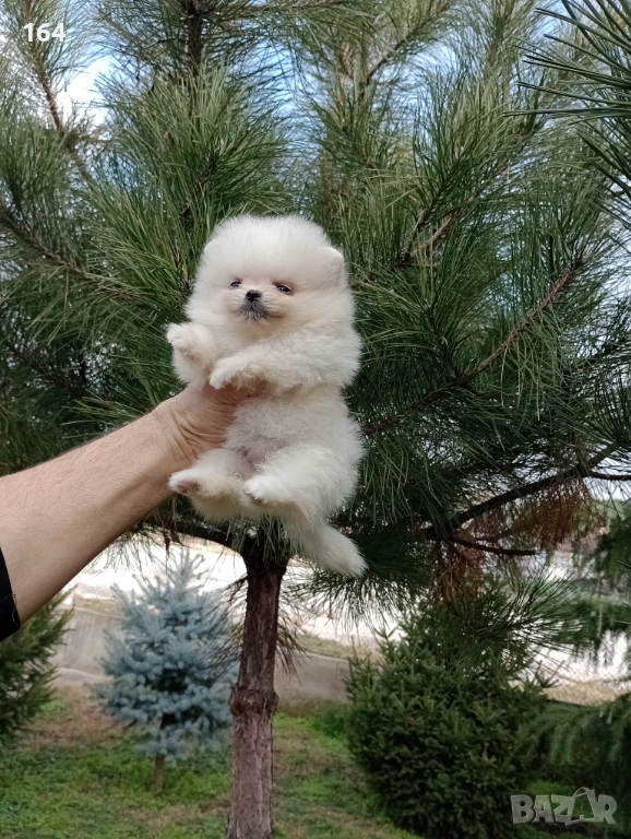 Померани. Реални снимки от днес !, снимка 1