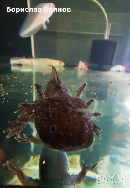 Аксолотъл черен / Мексиканска амбистома 15-20см, снимка 1