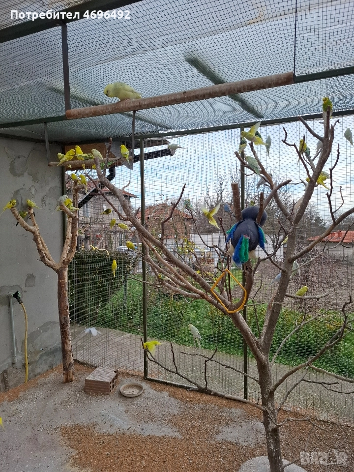 продавам вълнисти папагали., снимка 1