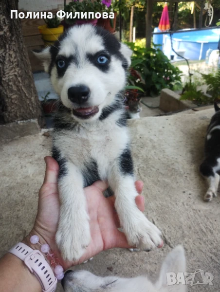 Продавам хъскита , снимка 1