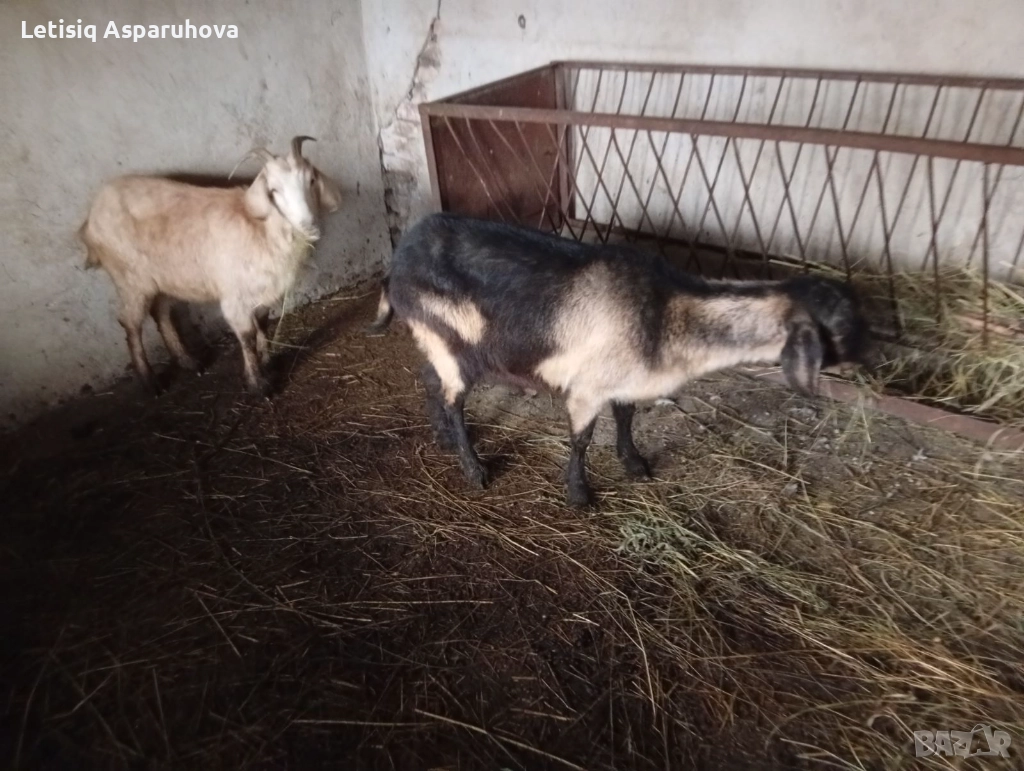 Продавам две козички дзвиски за първи път ще се козата, снимка 1
