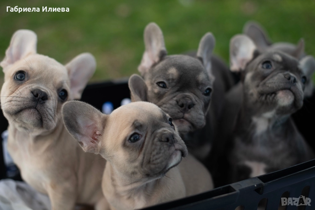 Чистокръвни френски булдочета, снимка 1