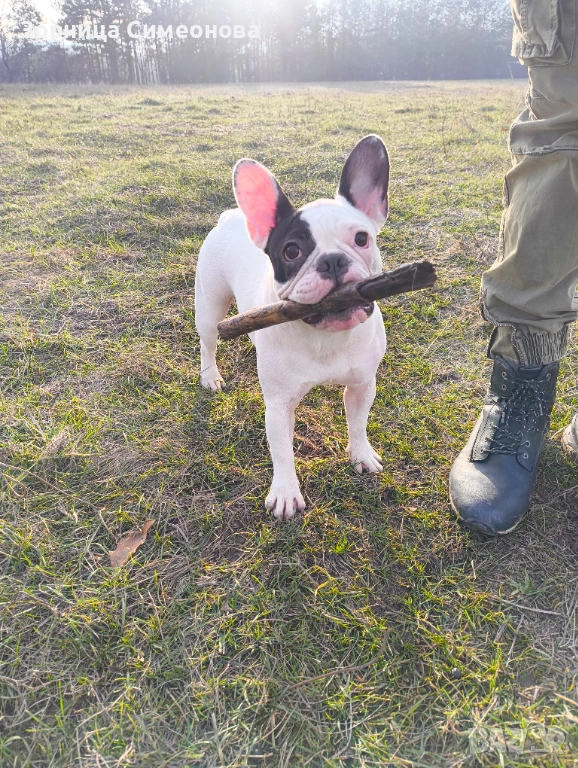 Френско булдоче на 10 месеца., снимка 1