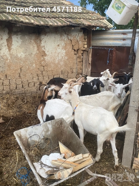 10 броя кози, снимка 1
