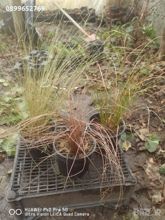 Декоративна трева Карекс три вида, снимка 1