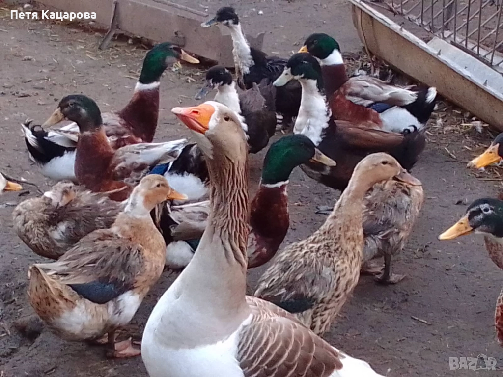 Гъски , снимка 1