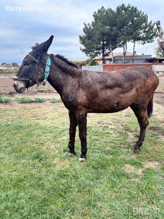 Продавам Магаре, снимка 1