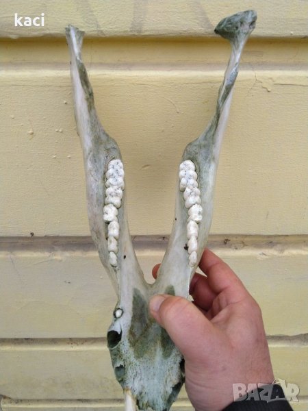 Челюсти от прасе домашно, много голямо -За декорация., снимка 1