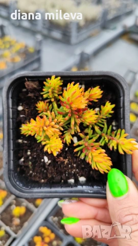 Седум Анджелина, Sedum rupestre Angelina, студоустойчив, снимка 12 - Градински цветя и растения - 47307888