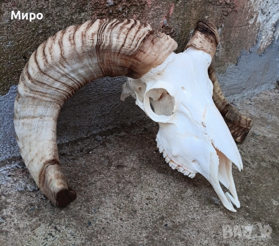 Череп от овен,с рогата.Коч., снимка 3 - Други стоки за дома - 50265647