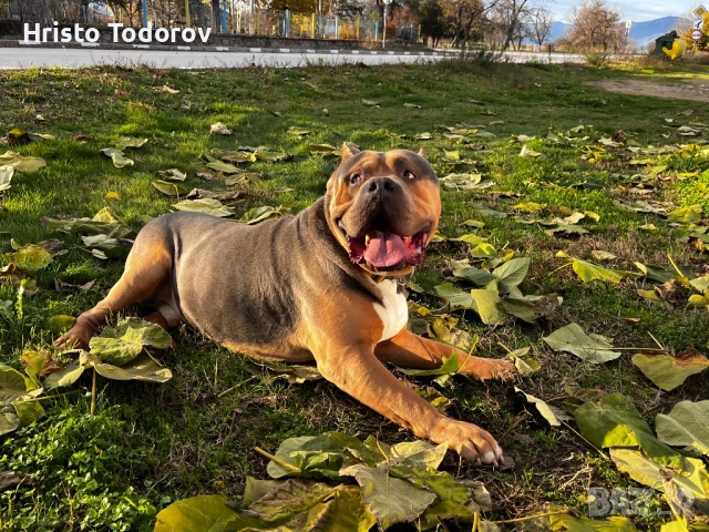 Американско були хл/Разплод, снимка 3 - Други - 52524746