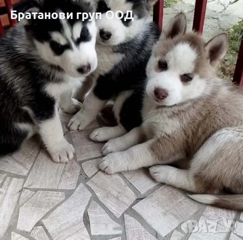 Сибирско Хъски с родословие, снимка 2 - Хъски - 56113478