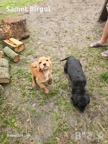 Jivotno, снимка 8 - Кокер шпаньол - 52920920