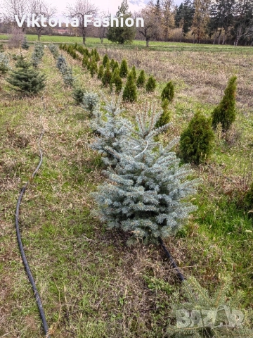 коледна елха в саксия-жива, снимка 11 - Градински цветя и растения - 52524694