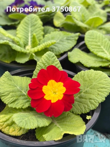 💞🌿🌸 Едроцветна Иглика , снимка 4 - Градински цветя и растения - 52983558