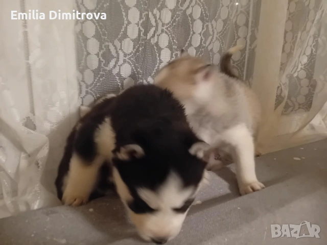 продавам хъскита кучете, снимка 5 - Хъски - 53236382