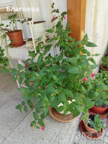 Обичка многогодишна/Фуксия Магеланика розова, снимка 5 - Стайни растения - 52511813