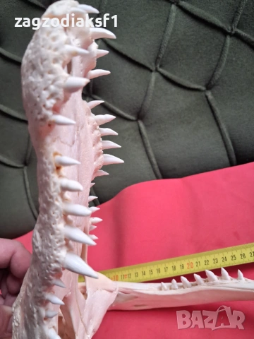 Челюст от Крокодил, снимка 7 - Колекции - 53084071