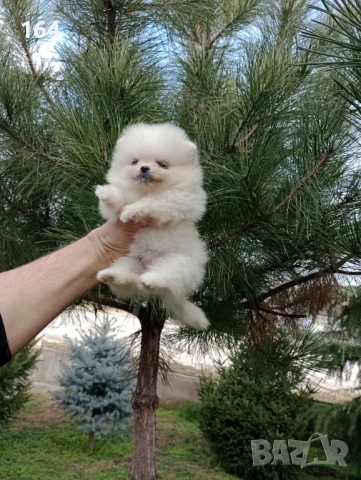 Померани. Реални снимки от днес !