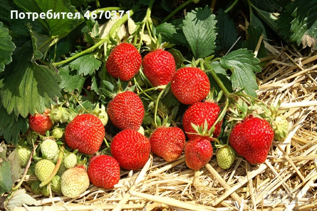 Продавам разсад корени целогодишни ягоди дорт Тристан, снимка 2 - Разсади - 52673259