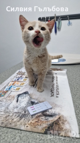 Бейлис търси дом 