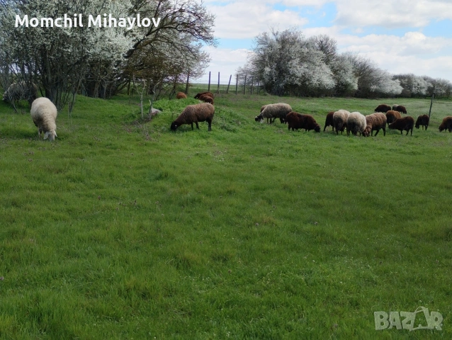 продавам овце , снимка 2 - Овце - 54121215