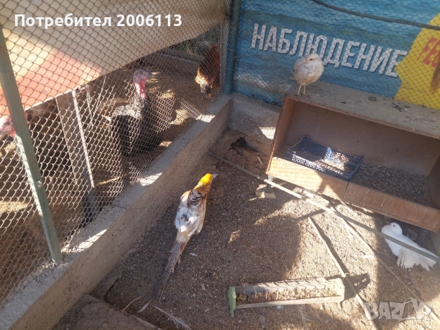 Диамантени и жълтозлатни праскова фазани, снимка 2 - други­ - 51654460