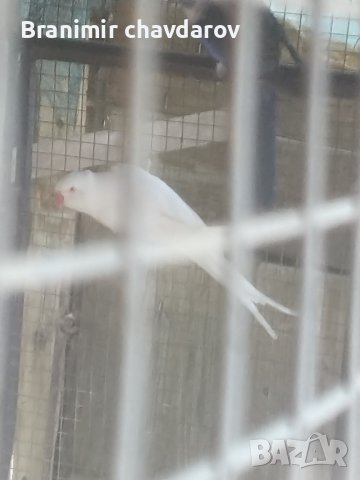 продавам 2 Александъра, снимка 2 - Папагали - 44506055