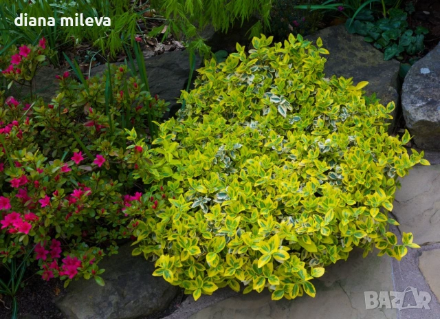 Евонимус Емералд Голд, Euonymus Emerald and Gold!!!, снимка 4 - Градински цветя и растения - 54317303