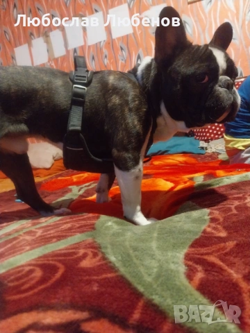 Френски булдог , снимка 2 - Френски булдог - 53076256