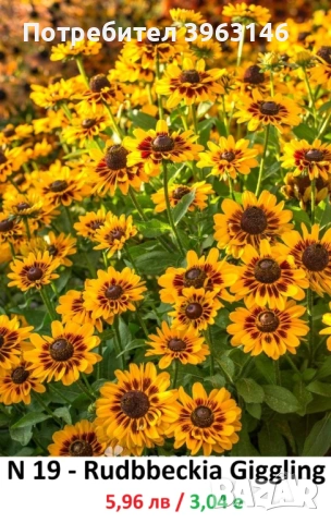 ГРАДИНСКИ Многогодишни Цветя..., снимка 16 - Градински цветя и растения - 51078747