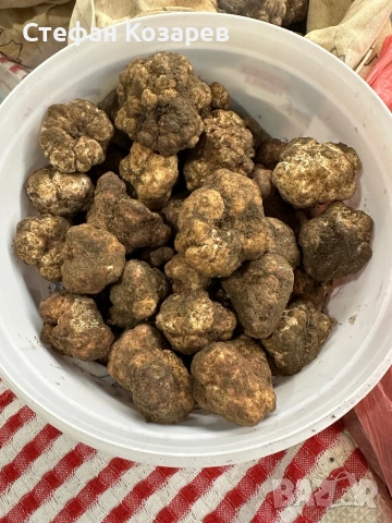 Пресни трюфели за консумация и обучение, снимка 3 - Домашни продукти - 53369312