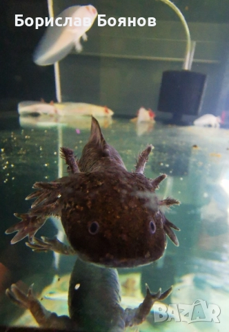 Аксолотъл черен / Мексиканска амбистома 15-20см