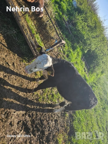 teleta napulno yadat za poveche in tl 0886609713, снимка 6 - Крави - 54316240