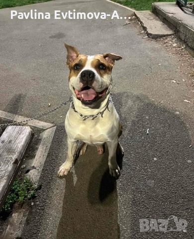 Спешно търси дом!, снимка 3 - Други - 53921948