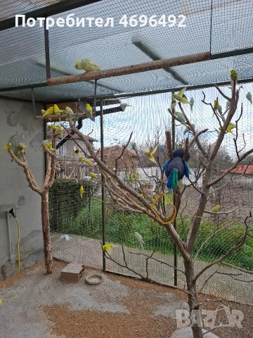 продавам вълнисти папагали.