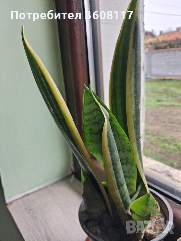 меч, снимка 2 - Градински цветя и растения - 53154121