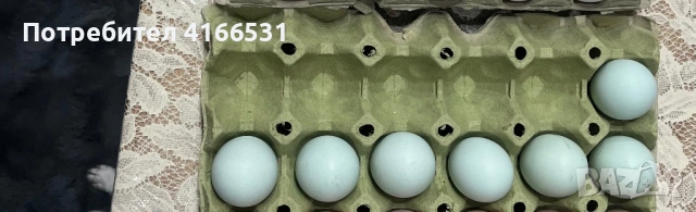 Яйца амераукана 