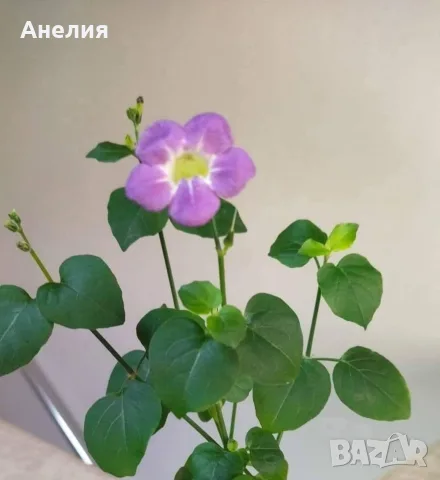 Асистация Китайска виолетка в саксии, снимка 3 - Стайни растения - 56018886