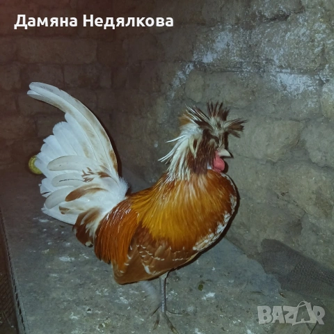 петле, петел падуанка