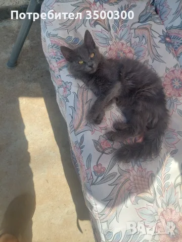 Руска синя котка, снимка 3 - Руска синя котка - 56137794