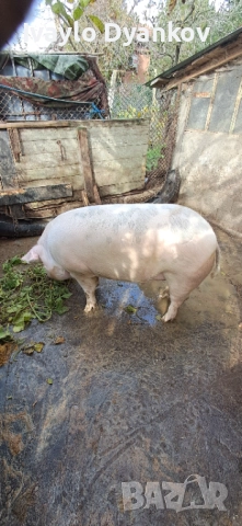 Шопар за коледа, снимка 5 - Прасета - 52354065