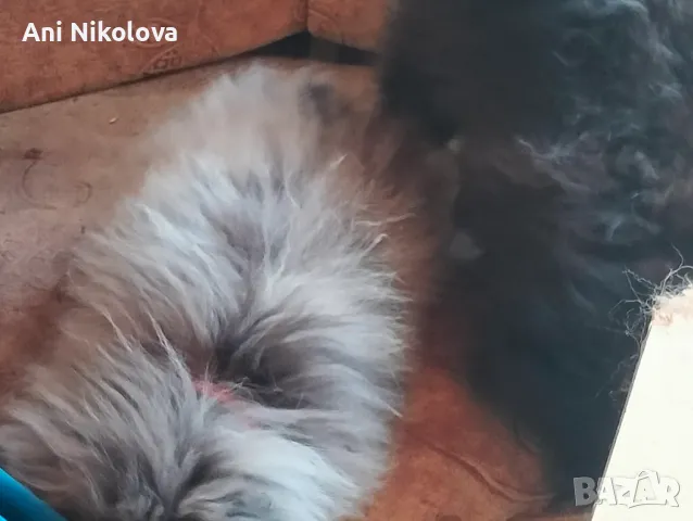 Померан рядък цвят мерле със синьо око, снимка 2 - Померан - 50248156