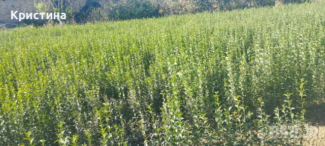 🌿Лигуструм - Жив плет🌿(0.70лв), снимка 8 - Разсади - 47670163