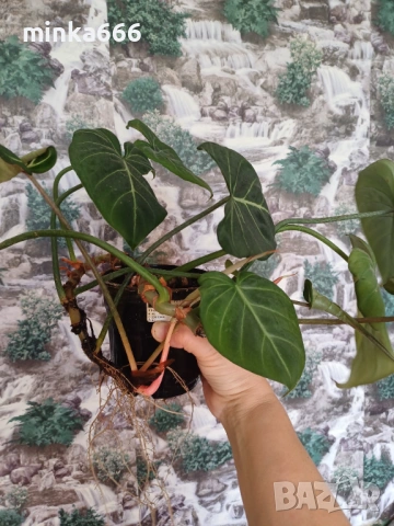 Филодендрон Зебра, снимка 3 - Стайни растения - 53958020