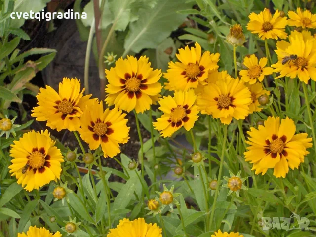 Coreopsis SunKiss (Кореопсис слънчева целувка), снимка 2 - Градински цветя и растения - 55817405