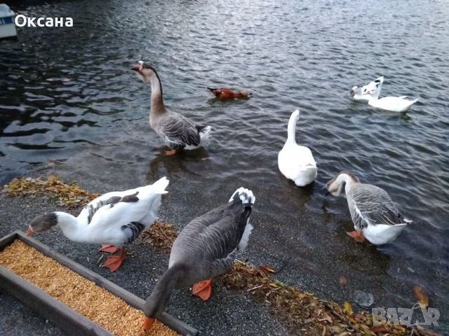 Апартамент-студио в Сандански за нощувки, снимка 18 - Стаи под наем - 39476156