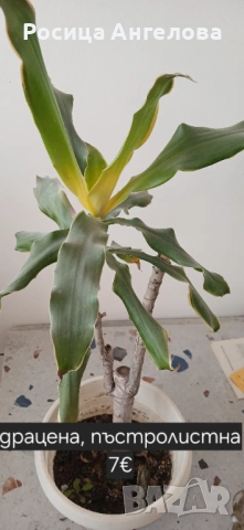 Хоя, зефирантес, драцена, детелина, кливия, кактус, снимка 15 - Стайни растения - 53239789